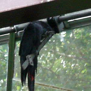 Red-tailed black cockatoo