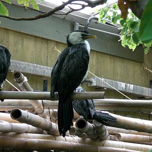 Little Pied Cormorant