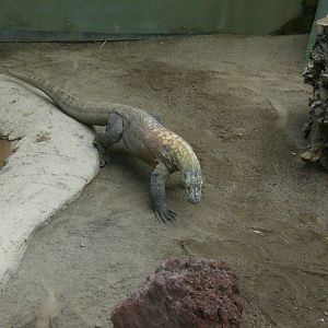 Komodo Dragon