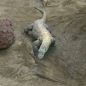 Komodo Dragon