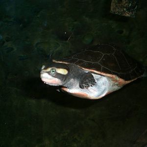 Painted Turtle