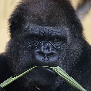 Lowland gorilla