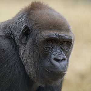 Lowland gorilla
