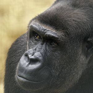 Lowland gorilla
