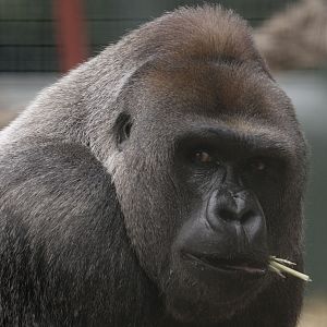 Lowland gorilla Kouillou