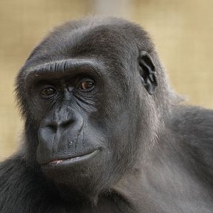 Lowland gorilla