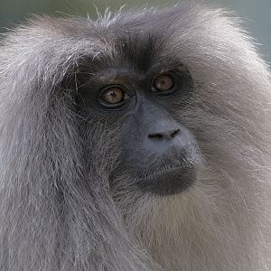 Lion-tailed macaque