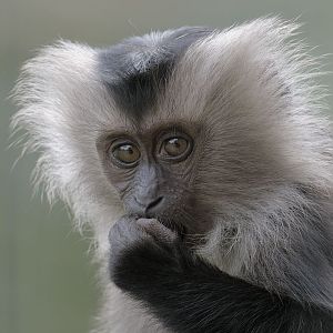 Lion-tailed macaque