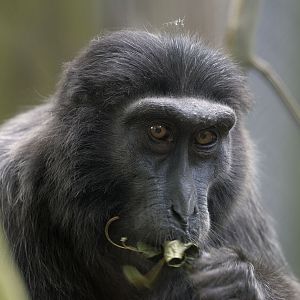 Hecks Macaque
