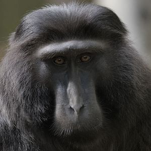 Hecks macaque