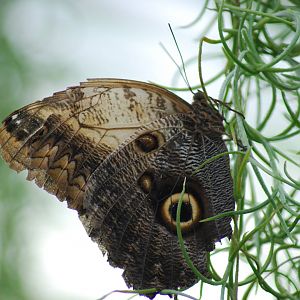 Giant Owl Butterfly (Caligo memnon)