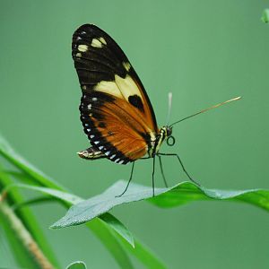 Tiger Longwing (Heliconius ismenius)