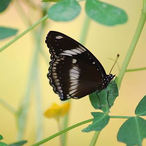 Great Egg Fly Butterfly (Hypolimnas bolina)