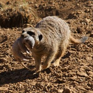 Meerkat Baby 22/08/2010