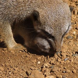 Meerkat Baby 22/08/2010