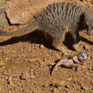 Meerkat Baby 22/08/2010