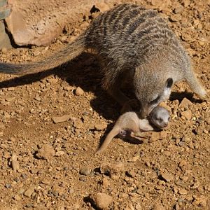 Meerkat Baby 22/08/2010