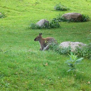 Western Gray Kangaroo