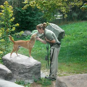 New Guinea Singing Dog and Keeper