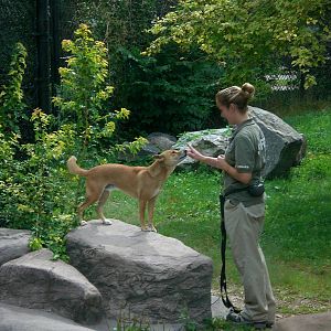 New Guinea Singing Dog and Keeper