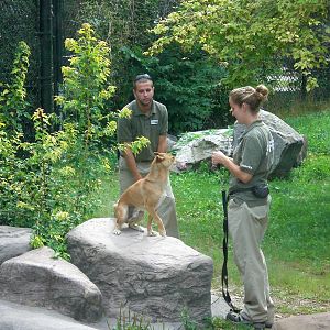 New Guinea Singing Dog and Keeper