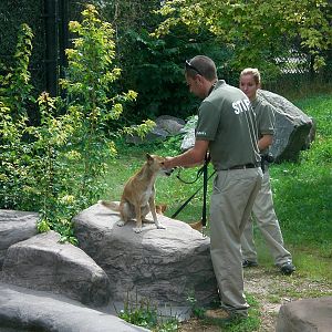 New Guinea Singing Dog and Keeper