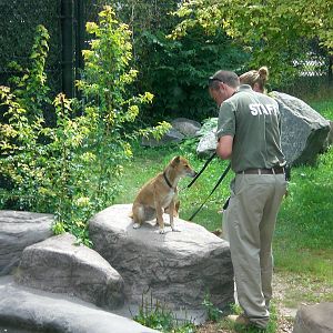 New Guinea Singing Dog and Keeper