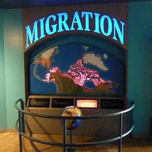 North American Living Museum -Migration Display