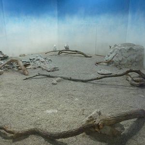 North American Living Museum - Snowy Owl Exhibit