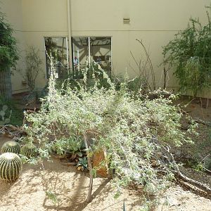 North American Living Museum - Southwest Desert