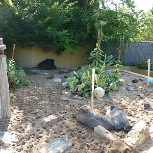 North American Living Museum - Southwest Desert - Peccary Enclosure