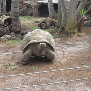 Giant Tortoise