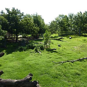 North American Living Museum - Eastern Forests - White-Tailed Deer/Wild Tur