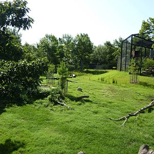 North American Living Museum - Eastern Forests - White-Tailed Deer/Wild Tur