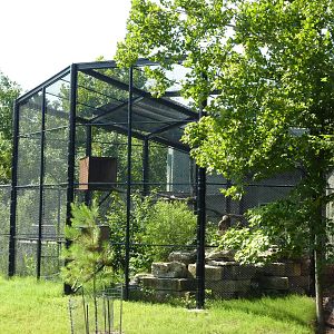 North American Living Museum - Eastern Forest - Bald Eagle Exhibit