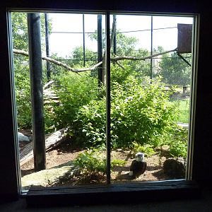 North American Living Museum - Eastern Forests - Bald Eagle Exhibit