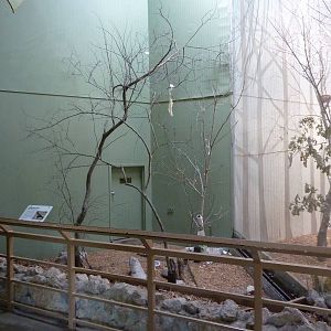 North American Living Museum - Eastern Forests - Common Crow Enclosure