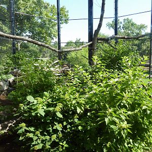 North American Living Museum - Eastern Forests - Bald Eagle Exhibit