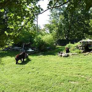 North American Living Museum - Eastern Forests - Black Bear Exhibit