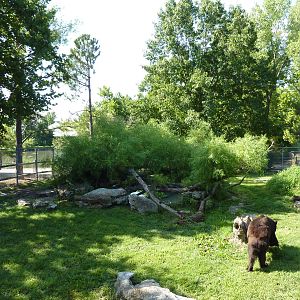 North American Living Museum - Eastern Forests - Black Bear Exhibit