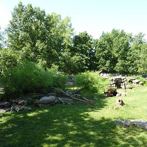 North American Living Museum - Eastern Forests - Black Bear Exhibit