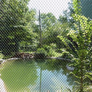 North American Living Museum - Southern Lowlands - American Alligator Exhib