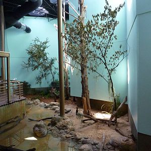 North American Living Museum - Southern Lowlands - Cypress Swamp