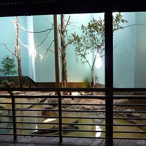 North American Living Museum - Southern Lowlands - Cypress Swamp