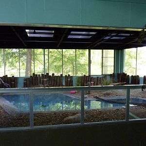 North American Living Museum - Southern Lowlands - Cypress Swamp