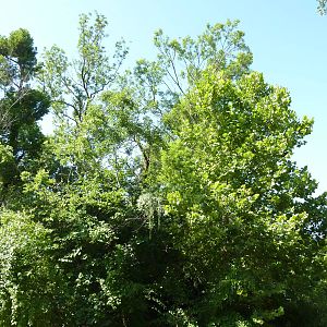 Siamang/Spectacled Langur Island