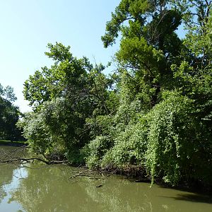 Siamang/Spectacled Langur Island