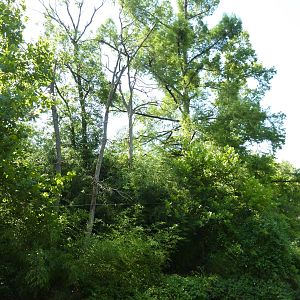 Siamang/Spectacled Langur Island
