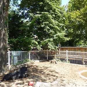 Children's Zoo - Pig Yard