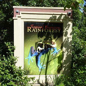 Tropical American Rain Forest